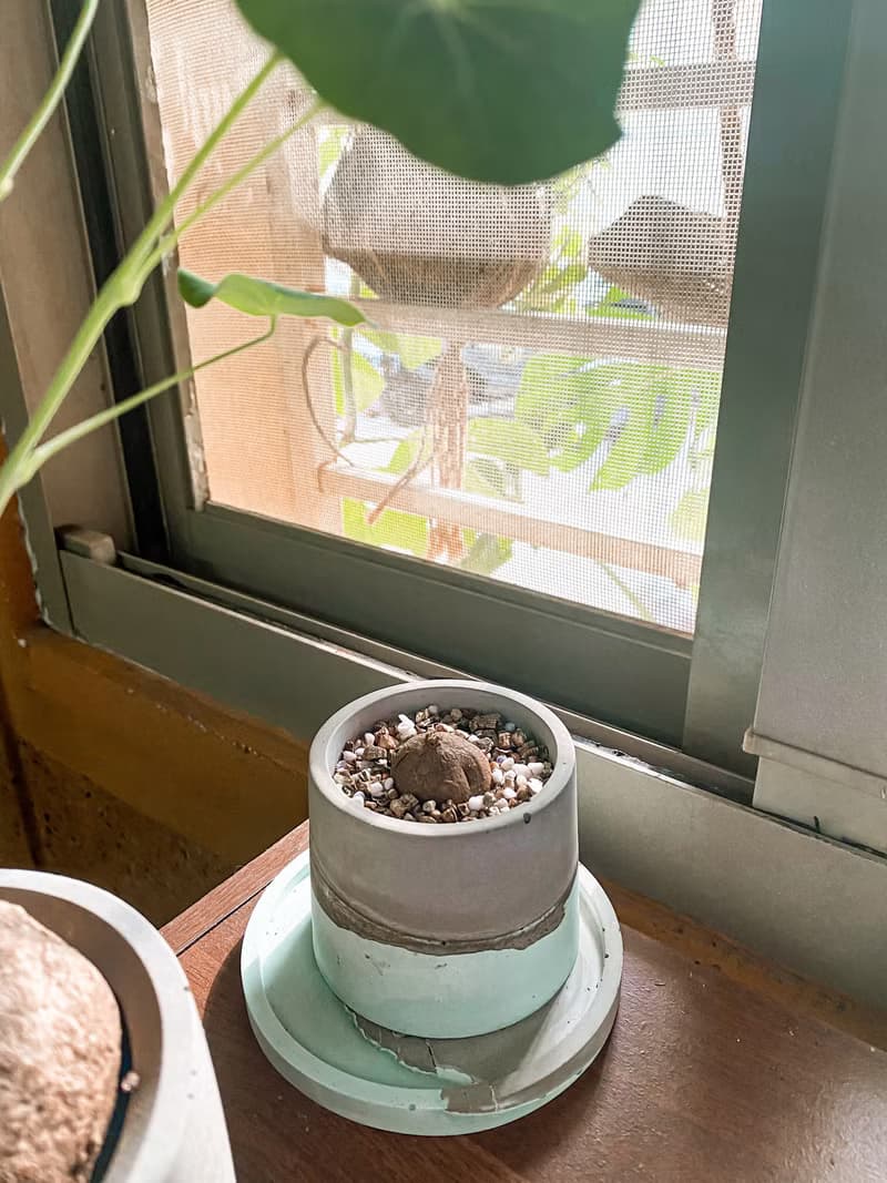 【手作水泥盆】小琉球的海小圓盆/ 盆器(不含植栽)