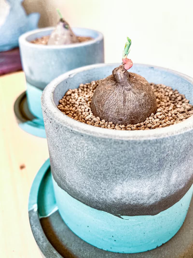 【手作水泥盆】小琉球的海小圓盆/ 盆器(不含植栽)