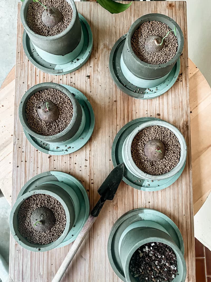 【手作水泥盆】小琉球的海小圓盆/ 盆器(不含植栽)