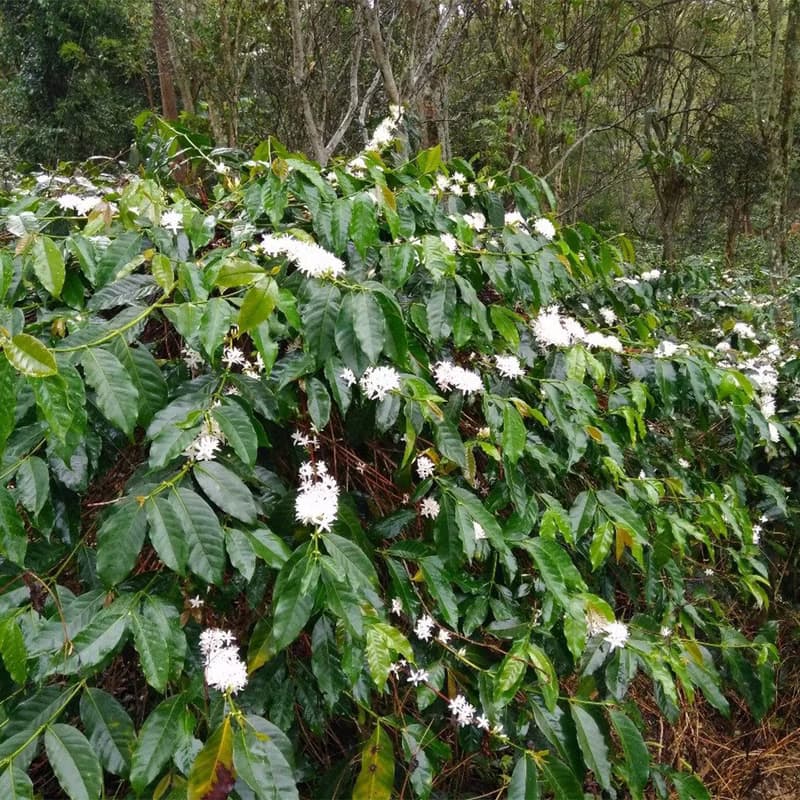 印尼 野生麝香貓 水洗 精品咖啡豆300g 香料巧克力風味
