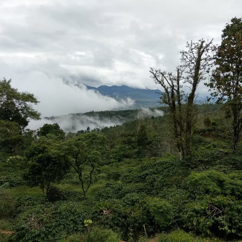 印尼 野生麝香貓 水洗 精品咖啡豆300g 香料巧克力風味