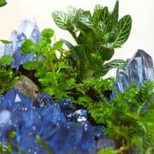 【微景觀】蘚晶秘境 - 室內植物/生態瓶/生日禮物/水晶