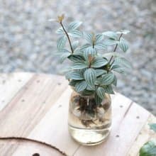 水培植栽│多葉蘭_室內植物 辦公室盆栽 店內擺設 送禮