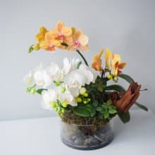 蝴蝶蘭苔球盆栽 | 榮升 | 開幕送禮 | 居家佈置