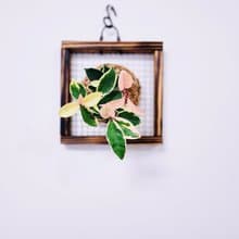 斑葉毬蘭苔球│板植│窗邊植物│多肉植物│觀葉植物
