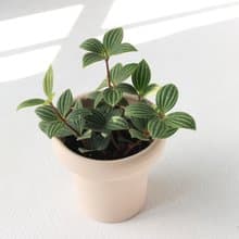 植栽 盆栽 l 多葉蘭 (白脈椒草) 冰淇淋杯盆器  葉片最美 強散光