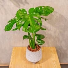 龜背芋  大樹葉紋 水泥盆栽 桌上盆栽 開幕送禮 喬遷禮物