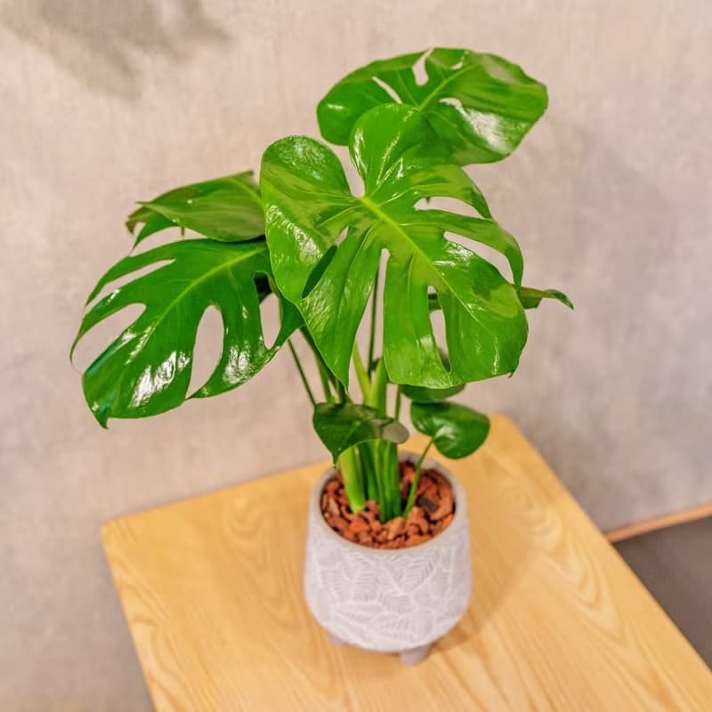龜背芋  大樹葉紋 水泥盆栽 桌上盆栽 開幕送禮 喬遷禮物
