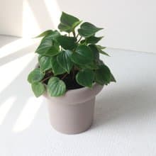 植栽 盆栽 l 心葉椒草 冰淇淋杯盆器  滿滿心型葉片 室內植物