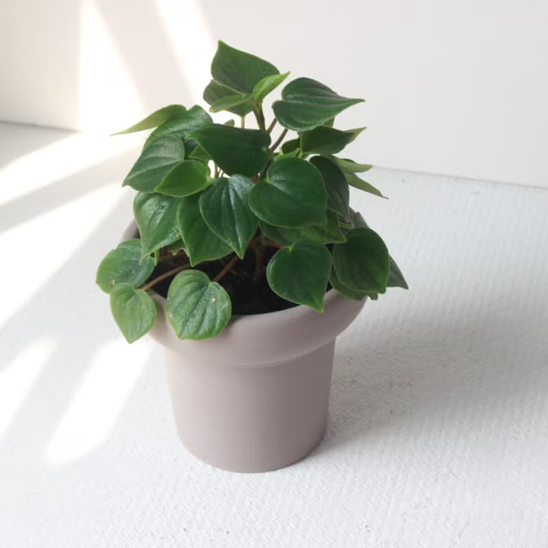 植栽 盆栽 l 心葉椒草 冰淇淋杯盆器  滿滿心型葉片 室內植物