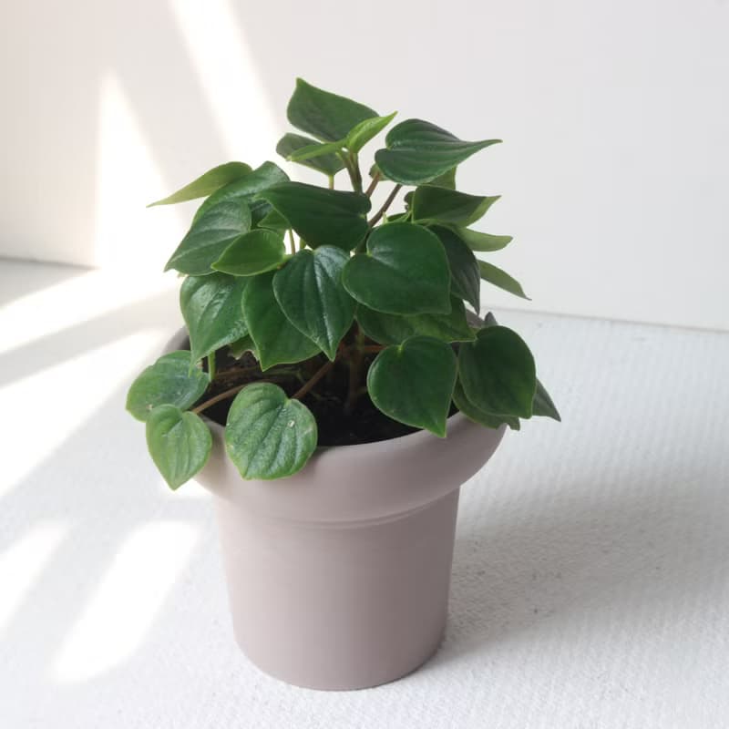 植栽 盆栽 l 心葉椒草 冰淇淋杯盆器  滿滿心型葉片 室內植物