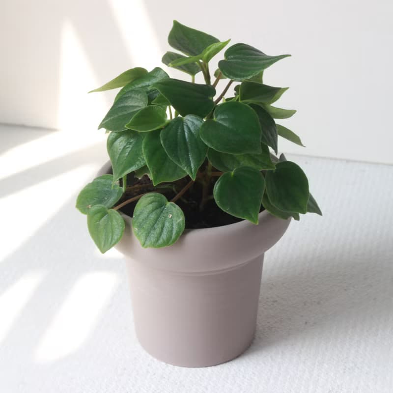 植栽 盆栽 l 心葉椒草 冰淇淋杯盆器  滿滿心型葉片 室內植物