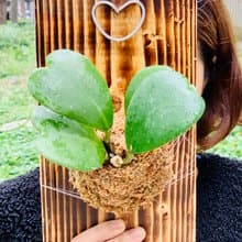 心型毬蘭上板療癒植栽情人最佳禮物