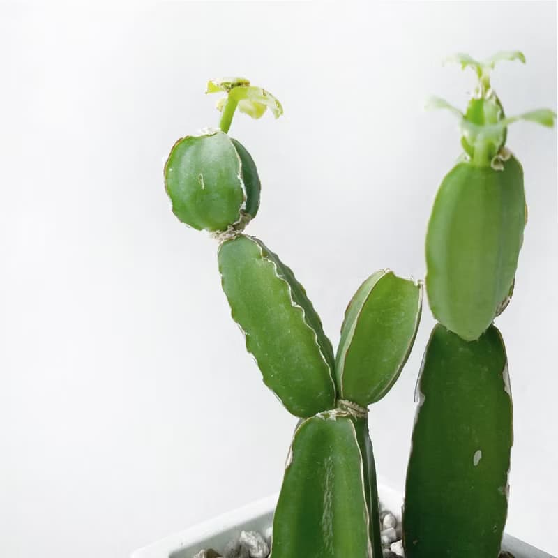 (現貨) 白灰漸層系列 | 翡翠閣 四稜粉藤 方形水泥多肉植栽