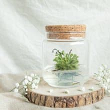 小室瓶栽 食蟲植物【毛氈苔】吃果凍長大的植物 室內療癒盆栽