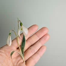雪花蓮 • 胸針 • 沾浸藝術花。飾物。生日禮物