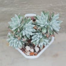【荳荳多肉】【格林白菊】喬遷│送禮│升遷│多肉植物