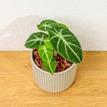 忍者觀音蓮 莫蘭迪色系直紋陶盆 室內植物 觀葉植物 禮物 盆栽