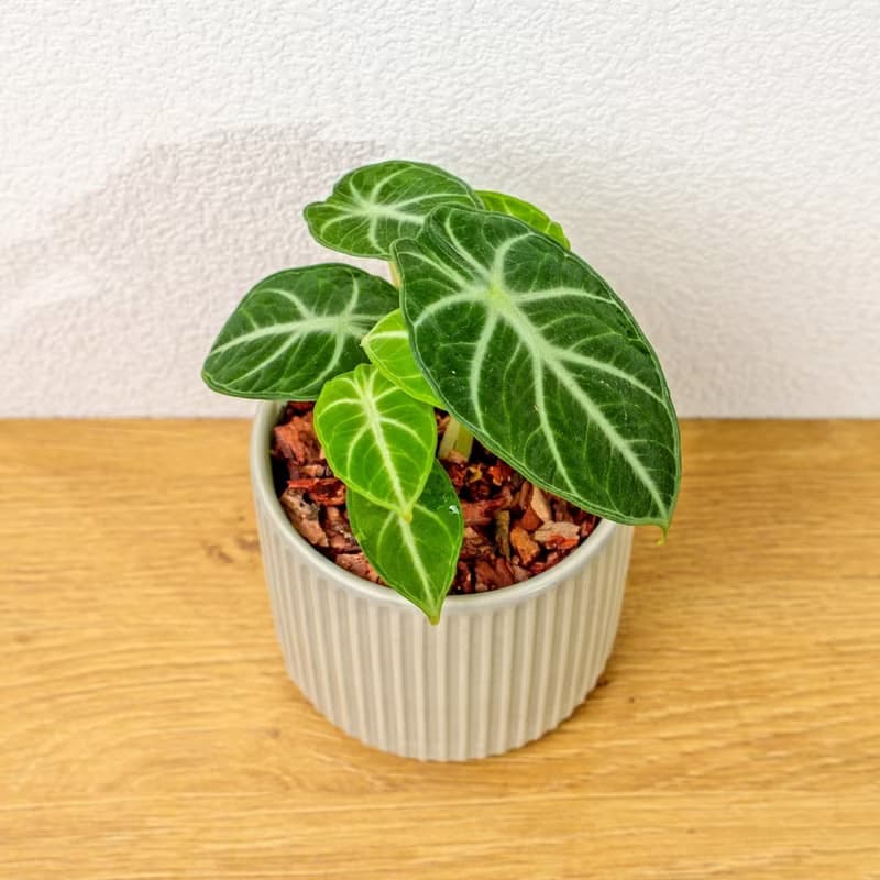 忍者觀音蓮 莫蘭迪色系直紋陶盆 室內植物 觀葉植物 禮物 盆栽