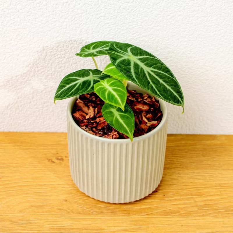 忍者觀音蓮 莫蘭迪色系直紋陶盆 室內植物 觀葉植物 禮物 盆栽