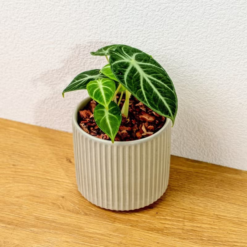 忍者觀音蓮 莫蘭迪色系直紋陶盆 室內植物 觀葉植物 禮物 盆栽