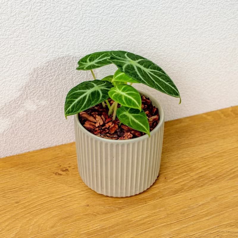忍者觀音蓮 莫蘭迪色系直紋陶盆 室內植物 觀葉植物 禮物 盆栽