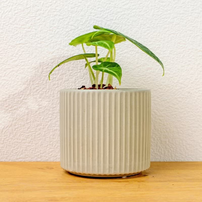 忍者觀音蓮 莫蘭迪色系直紋陶盆 室內植物 觀葉植物 禮物 盆栽