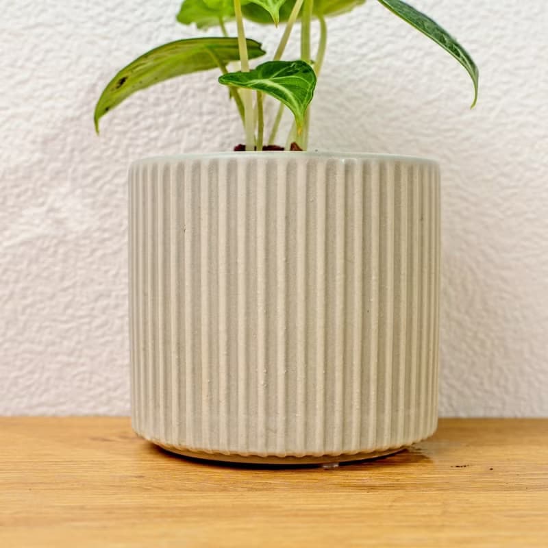忍者觀音蓮 莫蘭迪色系直紋陶盆 室內植物 觀葉植物 禮物 盆栽