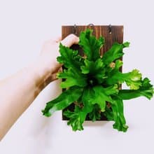 鹿角山蘇苔球│板植│室內植物│窗邊植物│觀葉植物