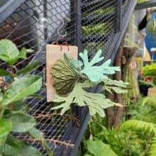 植態寫真-亞猴鹿角蕨壁掛