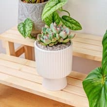 多肉組盆 白色高腳盆器 桌上型盆栽 開幕送禮 喬遷禮物 植栽 盆栽