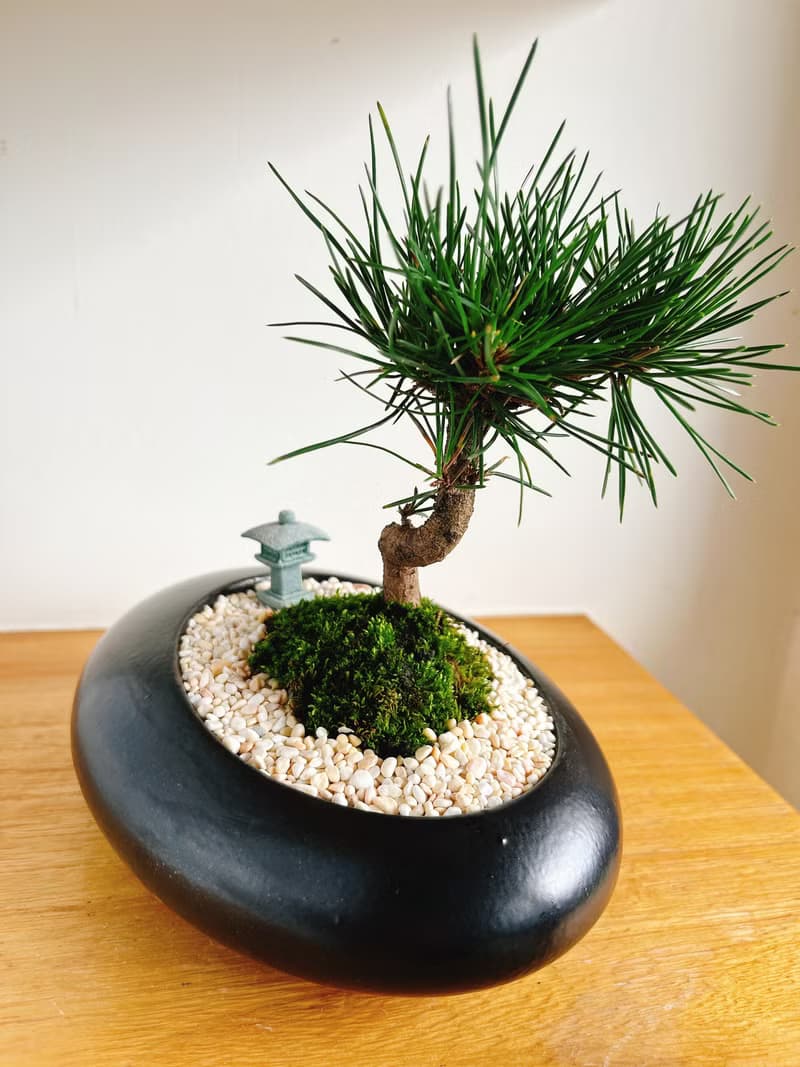 純自然 日式盆栽 黑橢圓瓷器 禪 枯山水 松樹 盆栽 送禮 zen
