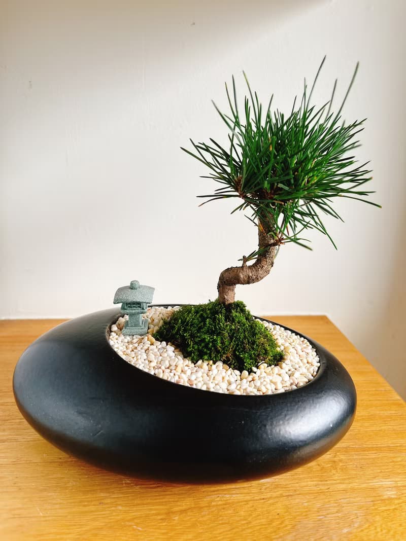 純自然 日式盆栽 黑橢圓瓷器 禪 枯山水 松樹 盆栽 送禮 zen