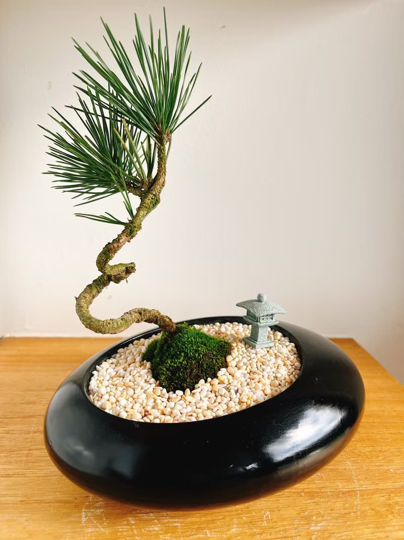 純自然 日式盆栽 黑橢圓瓷器 禪 枯山水 松樹 盆栽 送禮 zen