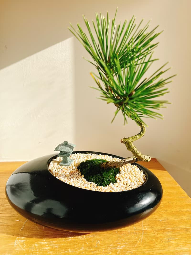 純自然 日式盆栽 黑橢圓瓷器 禪 枯山水 松樹 盆栽 送禮 zen