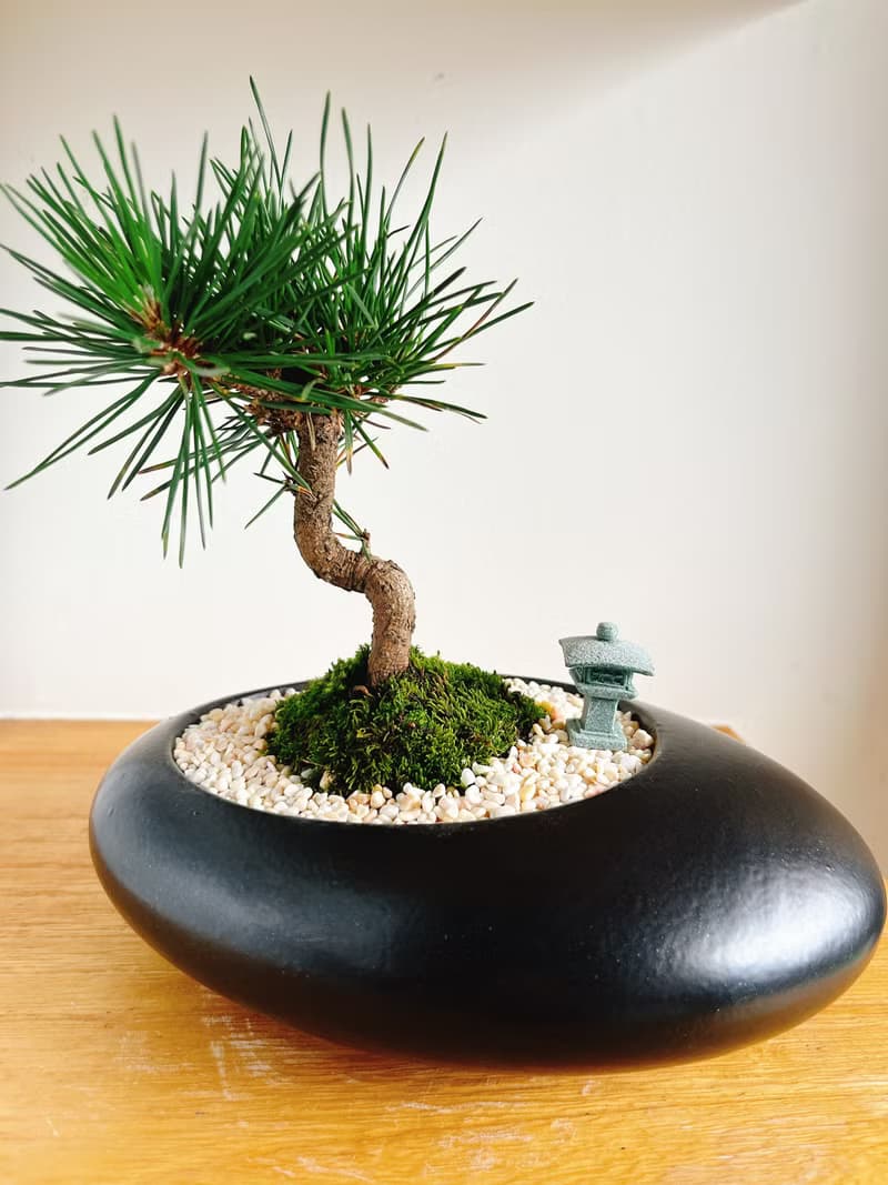 純自然 日式盆栽 黑橢圓瓷器 禪 枯山水 松樹 盆栽 送禮 zen