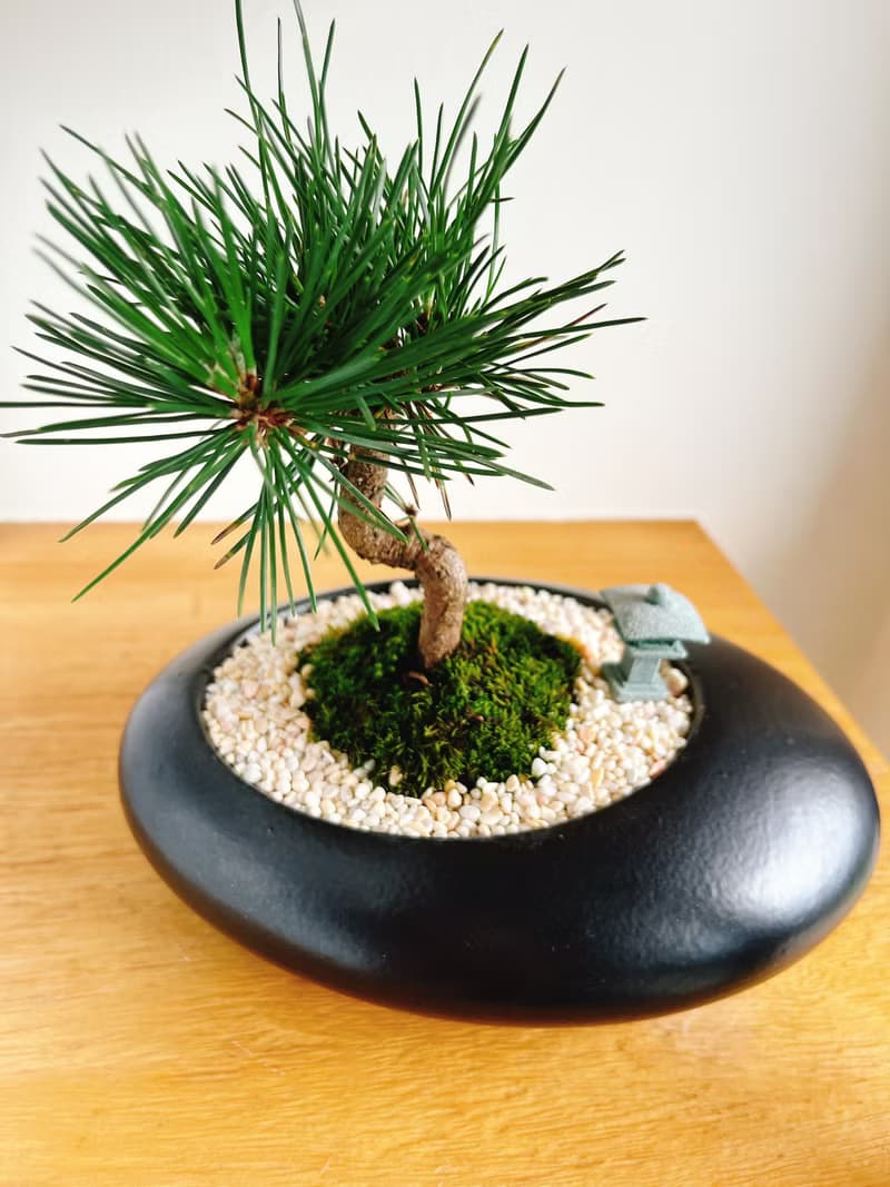 純自然 日式盆栽 黑橢圓瓷器 禪 枯山水 松樹 盆栽 送禮 zen