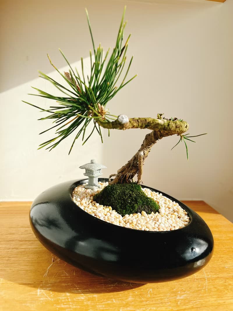 純自然 日式盆栽 黑橢圓瓷器 禪 枯山水 松樹 盆栽 送禮 zen