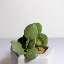 【野草不野-限時販售】碧雷鼓 / 中六邊盆