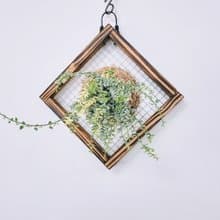 斑葉百萬心板植│陽台植物│喜光植物│觀葉植物│多肉