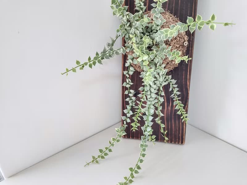 斑葉百萬心板植│陽台植物│喜光植物│觀葉植物│多肉