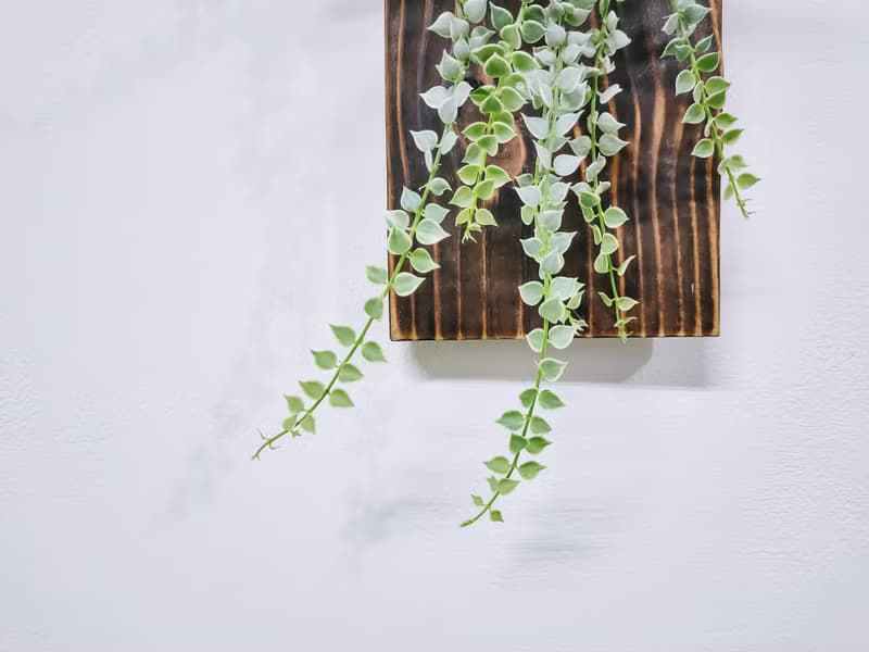 斑葉百萬心板植│陽台植物│喜光植物│觀葉植物│多肉