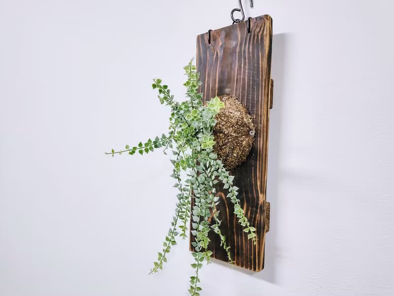 斑葉百萬心板植│陽台植物│喜光植物│觀葉植物│多肉