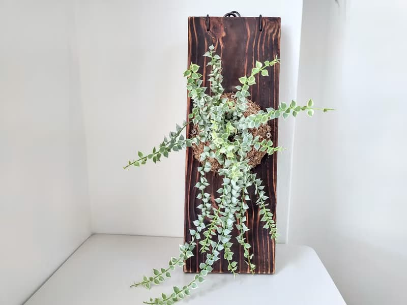 斑葉百萬心板植│陽台植物│喜光植物│觀葉植物│多肉