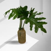 現貨 高級質感室內網美植栽療育水耕植栽-小天使+編織玻璃瓶