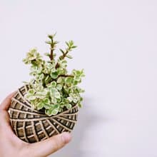 雅樂之舞苔球│板植│陽台植物│喜光植物│多肉植物│觀葉植物