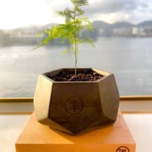 【體驗】水泥 植物角盆 Workshop 手作 工作坊 週年 生日 轉運來