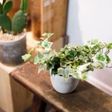 【室內盆栽】斑葉常春藤 觀葉植物 盆栽 開幕盆栽 室內植物