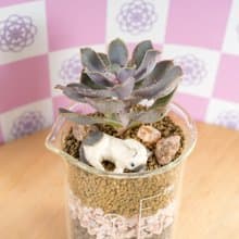 愛情系燒杯-初戀【植物保固】
