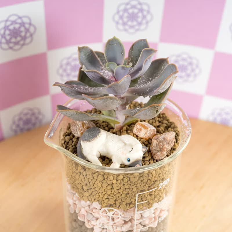 愛情系燒杯-初戀【植物保固】